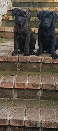 Vendita cuccioli cane corso