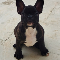 Bulldog francese