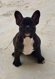 Bulldog francese