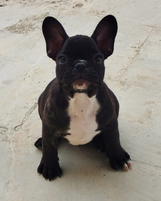 Bulldog francese