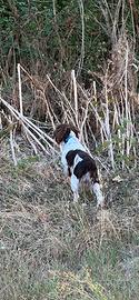 Springer spaniel inglese