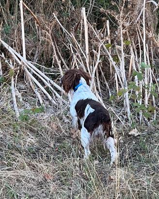 Springer spaniel inglese