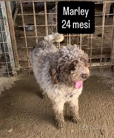 Lagotto Romagnolo