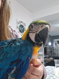 Pappagallo Ara Ararauna