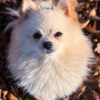 Spitz Pomerania maschio per monta