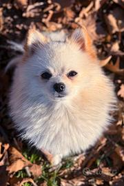 Spitz Pomerania maschio per monta