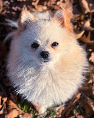 Spitz Pomerania maschio per monta