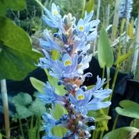 Vasi di pontederia cordata