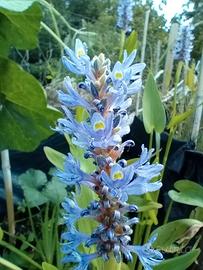 Vasi di pontederia cordata