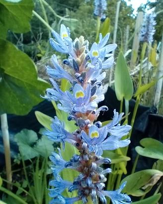 Vasi di pontederia cordata