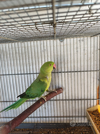 Parrocchetto dal collare