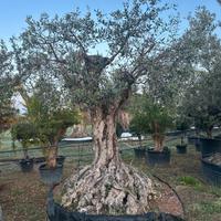 Piante di ulivo per il giardino