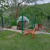 Segugio italiano a pelo raso