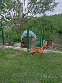 Segugio italiano a pelo raso