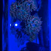 Anemone Quadricolor Rosso