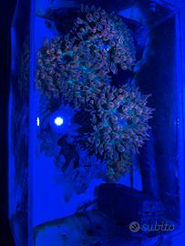 Anemone Quadricolor Rosso