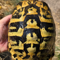 Coppia riproduttiva thermanni