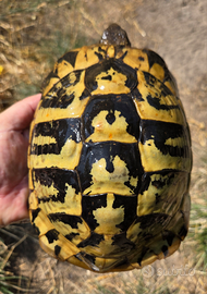 Coppia riproduttiva thermanni