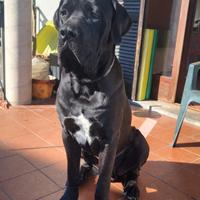 Cane Corso adozione