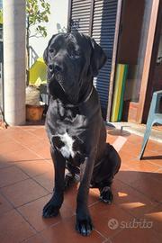 Cane Corso adozione