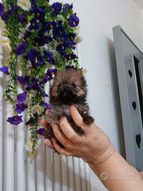 Pomerania maschio