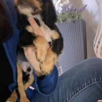 Cuccioli di cocker spaniel con Pedigree Enci