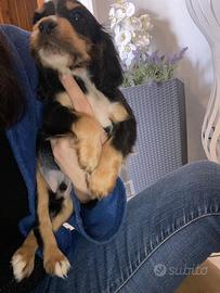 Cuccioli di cocker spaniel con Pedigree Enci