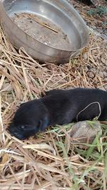 Labrador cuccioli