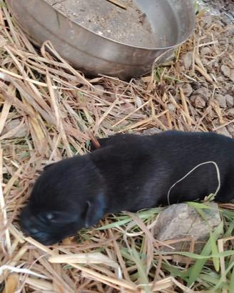 Labrador cuccioli
