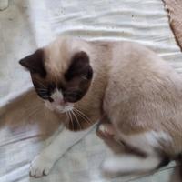 Gattini Siamesi