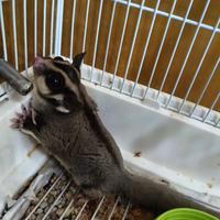 Coppia petauri dello zucchero