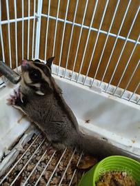 Coppia petauri dello zucchero