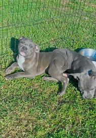Amstaff