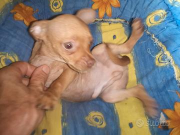 Chihuahua ultimo cucciolo maschietto coccolone 