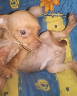 Chihuahua ultimo cucciolo maschietto coccolone 