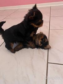 Yorkshire Terrier cuccioli