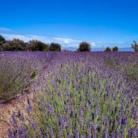 lavanda vera per sacchetti di Natale,battesimi 