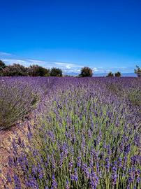 lavanda vera per sacchetti di Natale,battesimi 