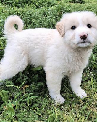 Dexter 2 mesi taglia media grande