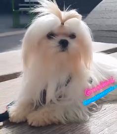 Maltese