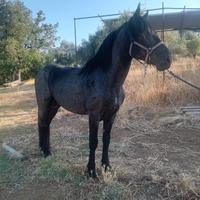 Cavallo murgese