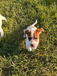 Jack Russell terrier