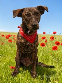 Cane adotta 8 mesi vaccinato bravo al guinzaglio