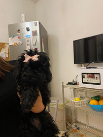 Barboncine toy e mini