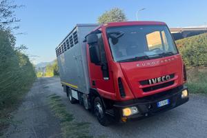 Iveco Eurocargo trasportato animali vivi