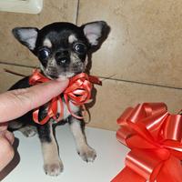 Chihuahua toy maschio