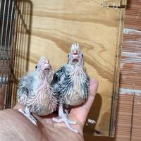 Pappagalli Calopsite