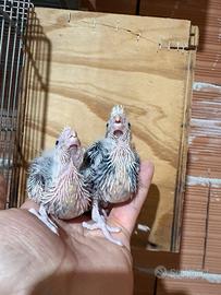 Pappagalli Calopsite