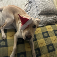 Hezze labrador di 1anno e mezzo