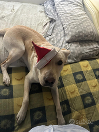 Hezze labrador di 1anno e mezzo